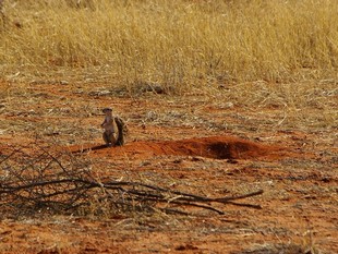 048 Namibia Okt 2006 Erdhoernchen.JPG